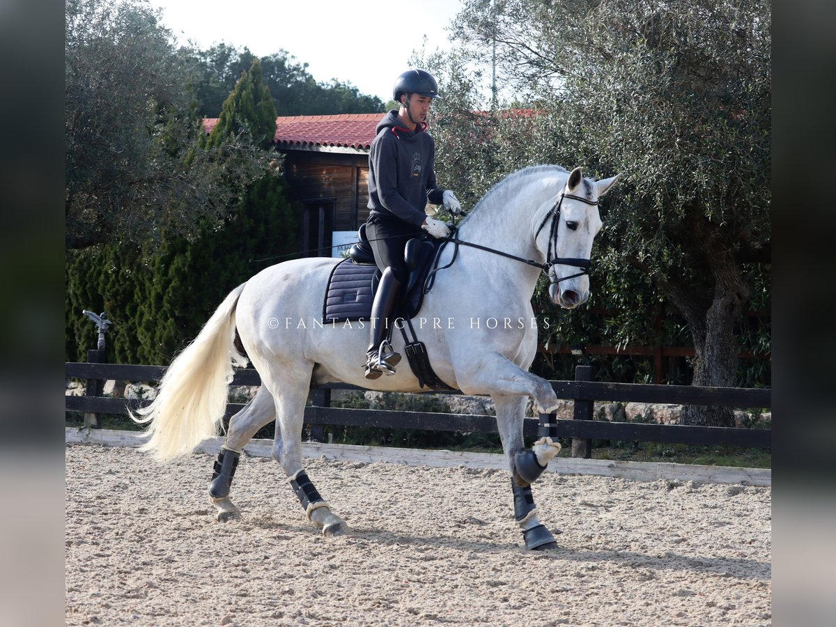 PRE Mix Hengst 5 Jahre 171 cm Schimmel in Santa Perpetua de Mogoda