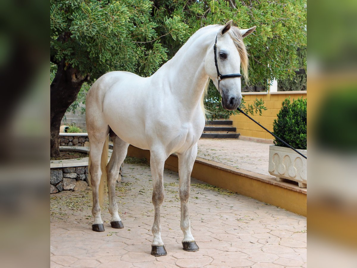 PRE Hengst 5 Jahre 171 cm Schimmel in Sagunt/Sagunto