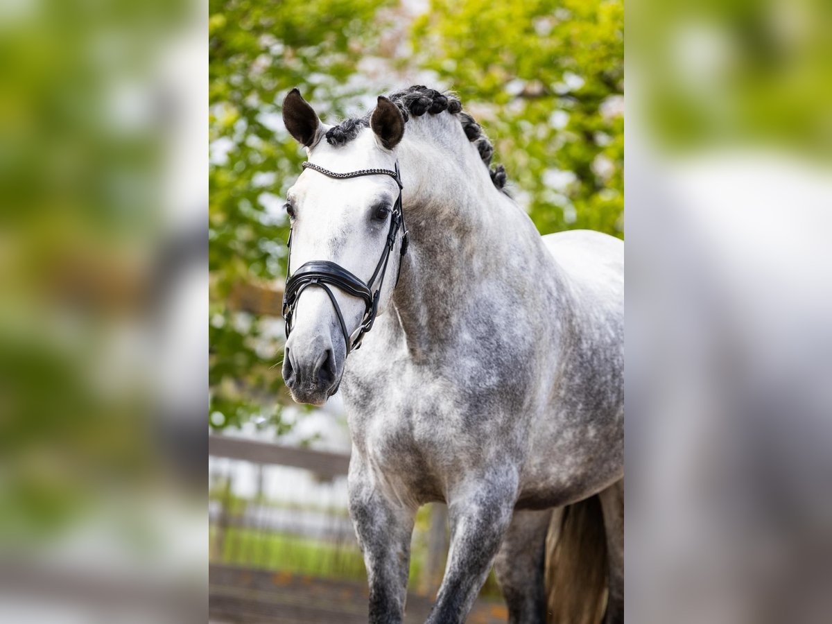 PRE Mix Hengst 5 Jahre 172 cm Schimmel in Sm