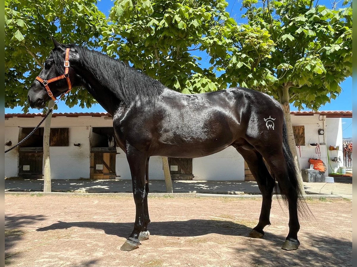 PRE Hengst 5 Jahre 173 cm Rappe in Agost