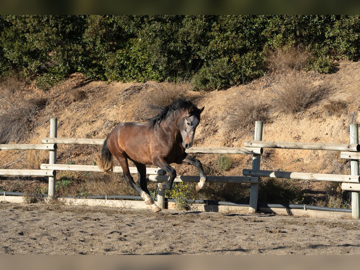 PRE Hengst 5 Jahre 65 cm Schimmel in Falset
