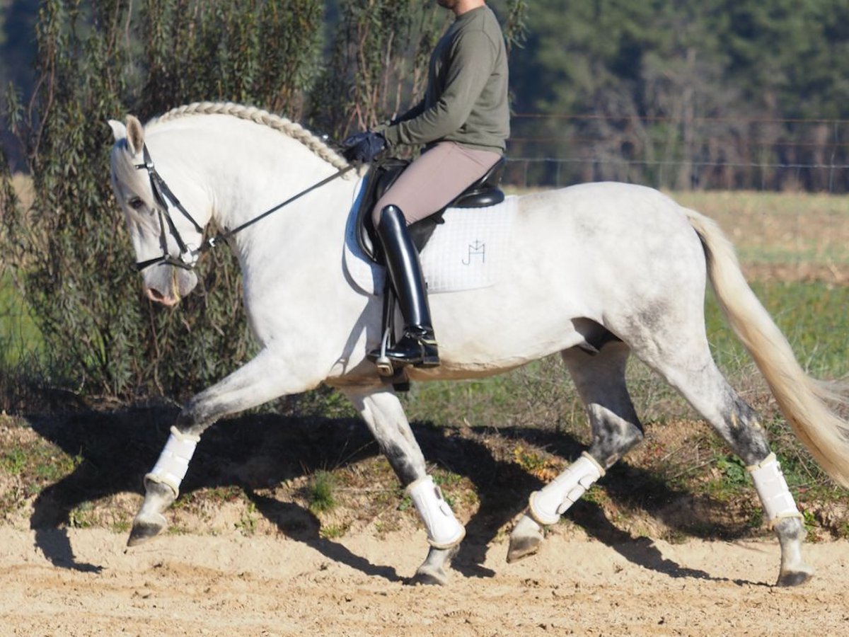 PRE Mix Hengst 6 Jaar 161 cm Schimmel in NAVAS DEL MADRONO