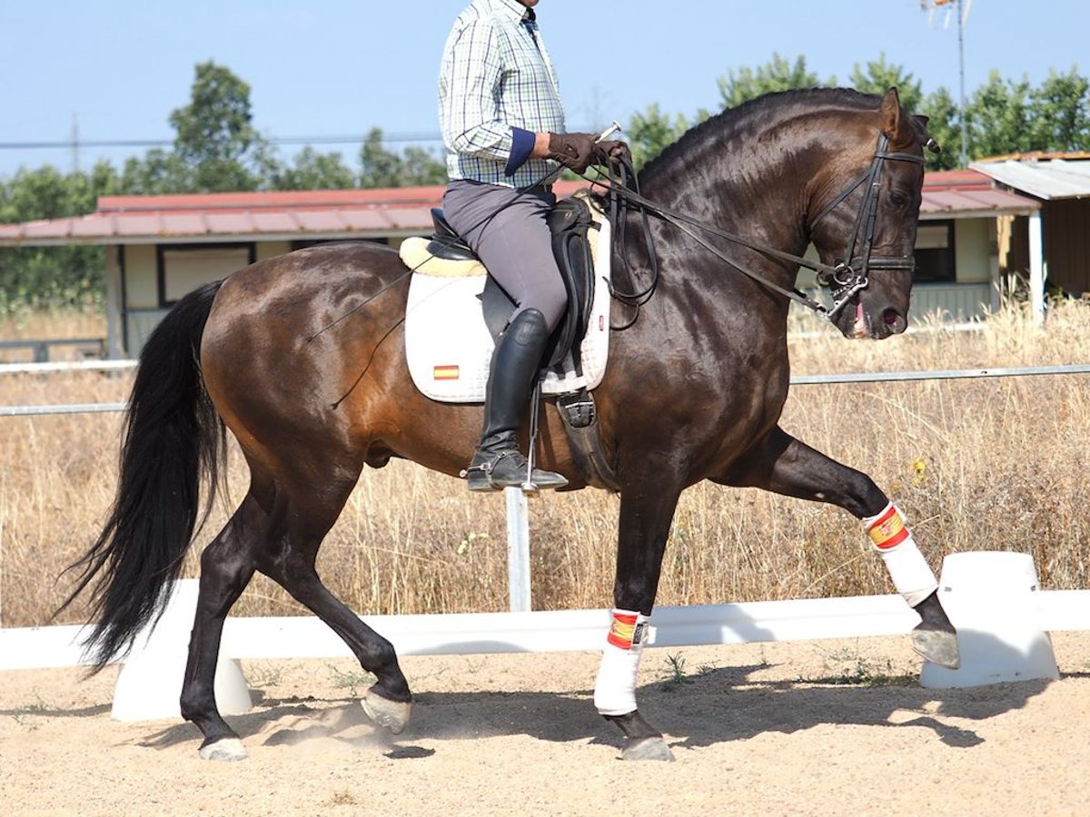 PRE Mix Hengst 6 Jaar 162 cm Bruin in Navas Del Madroño