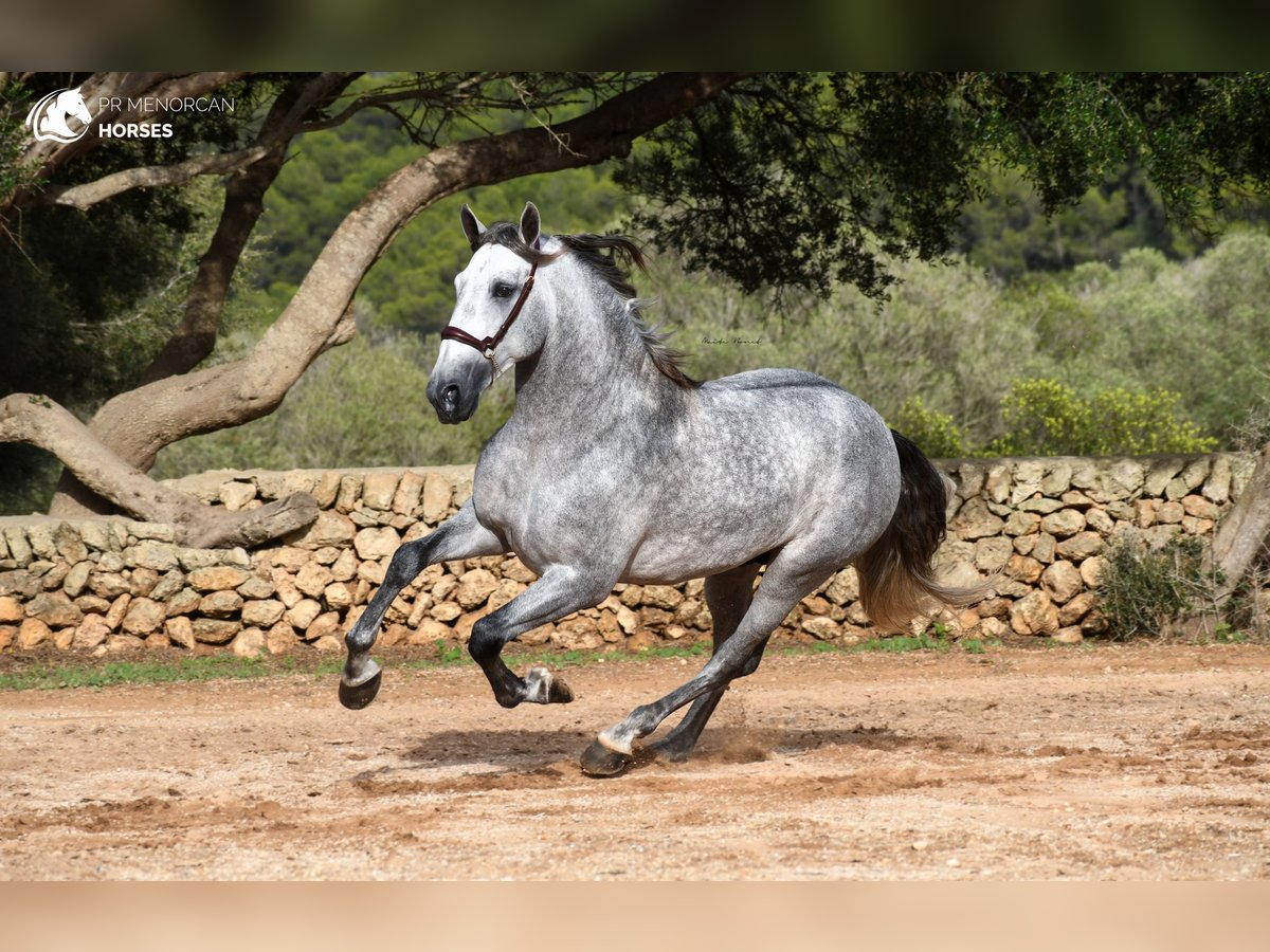 PRE Hengst 6 Jaar 162 cm Schimmel in Menorca