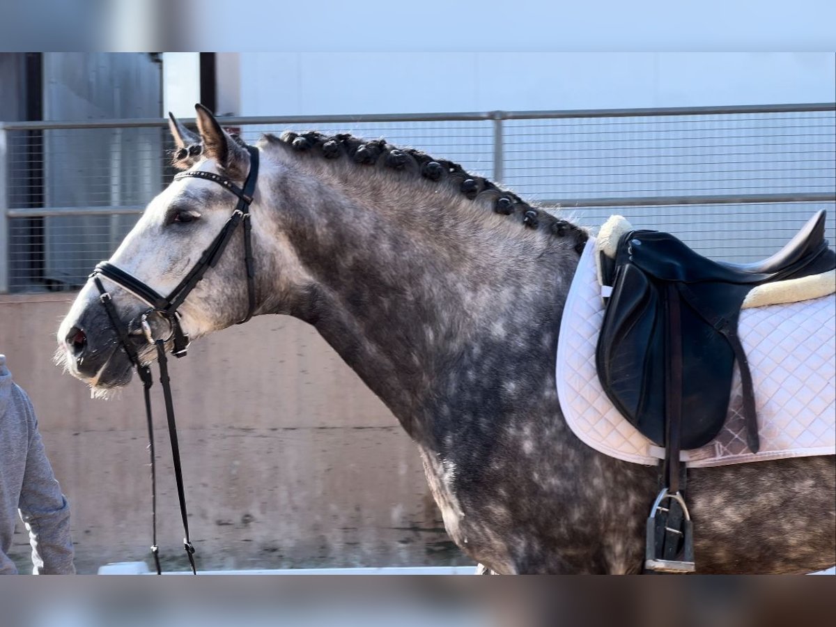 PRE Hengst 6 Jaar 162 cm Zwartschimmel in Valencia