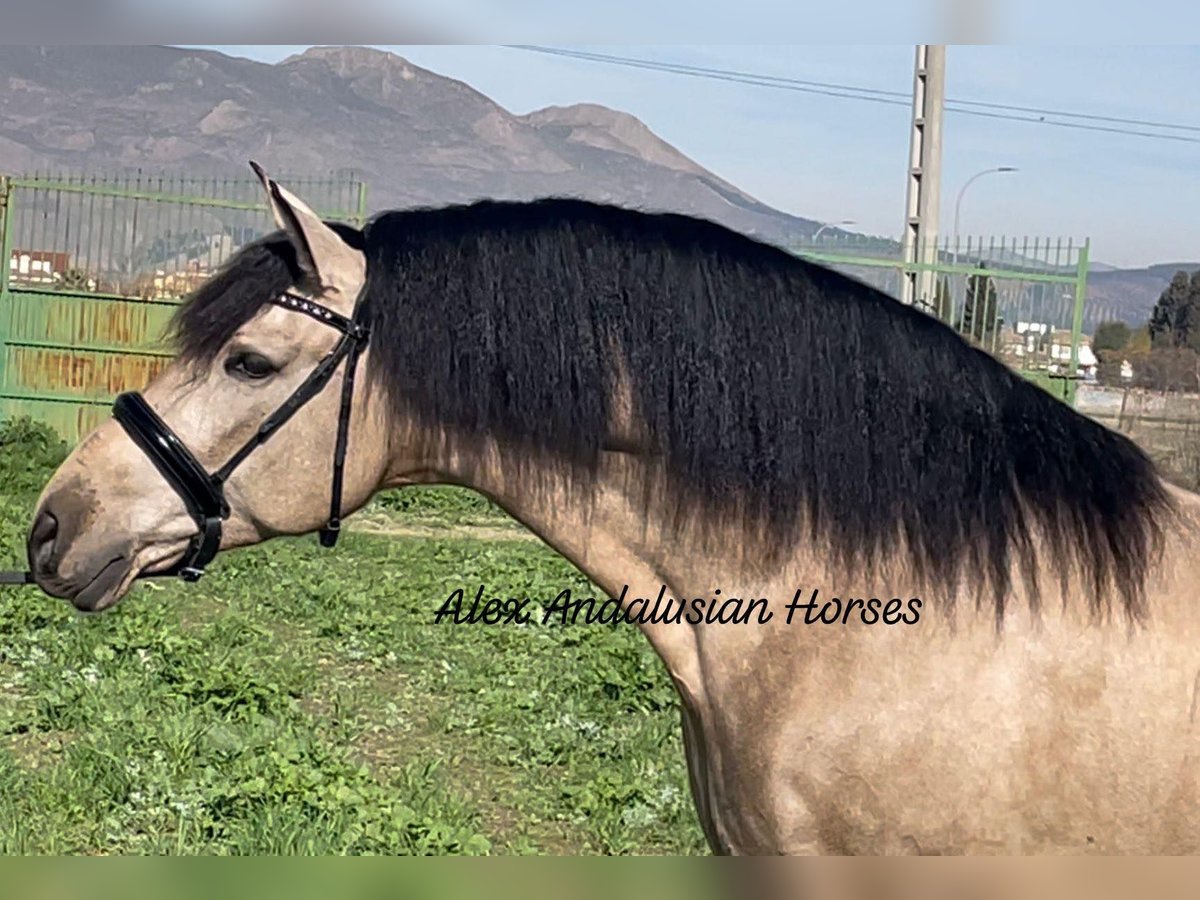 PRE Mix Hengst 6 Jaar 163 cm Buckskin in Sevilla