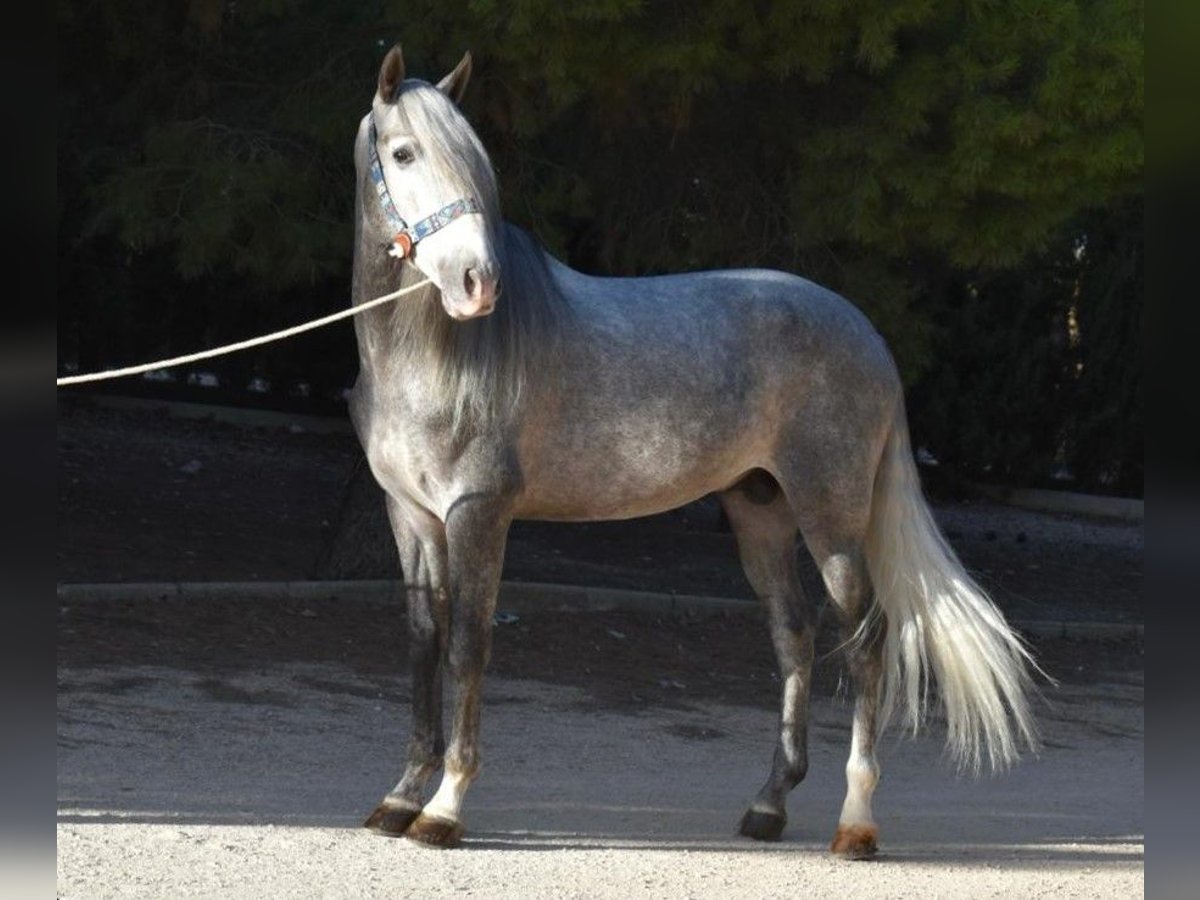 PRE Mix Hengst 6 Jaar 163 cm Schimmel in MADRID