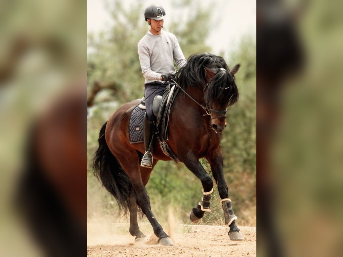 PRE Mix Hengst 6 Jaar 164 cm Donkerbruin in Valencia