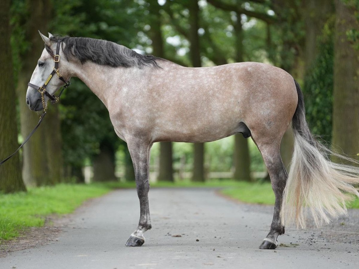 PRE Mix Hengst 6 Jaar 165 cm Schimmel in NAVAS DEL MADRONO