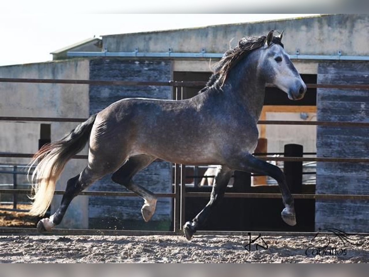 PRE Hengst 6 Jaar 165 cm Schimmel in Mallorca