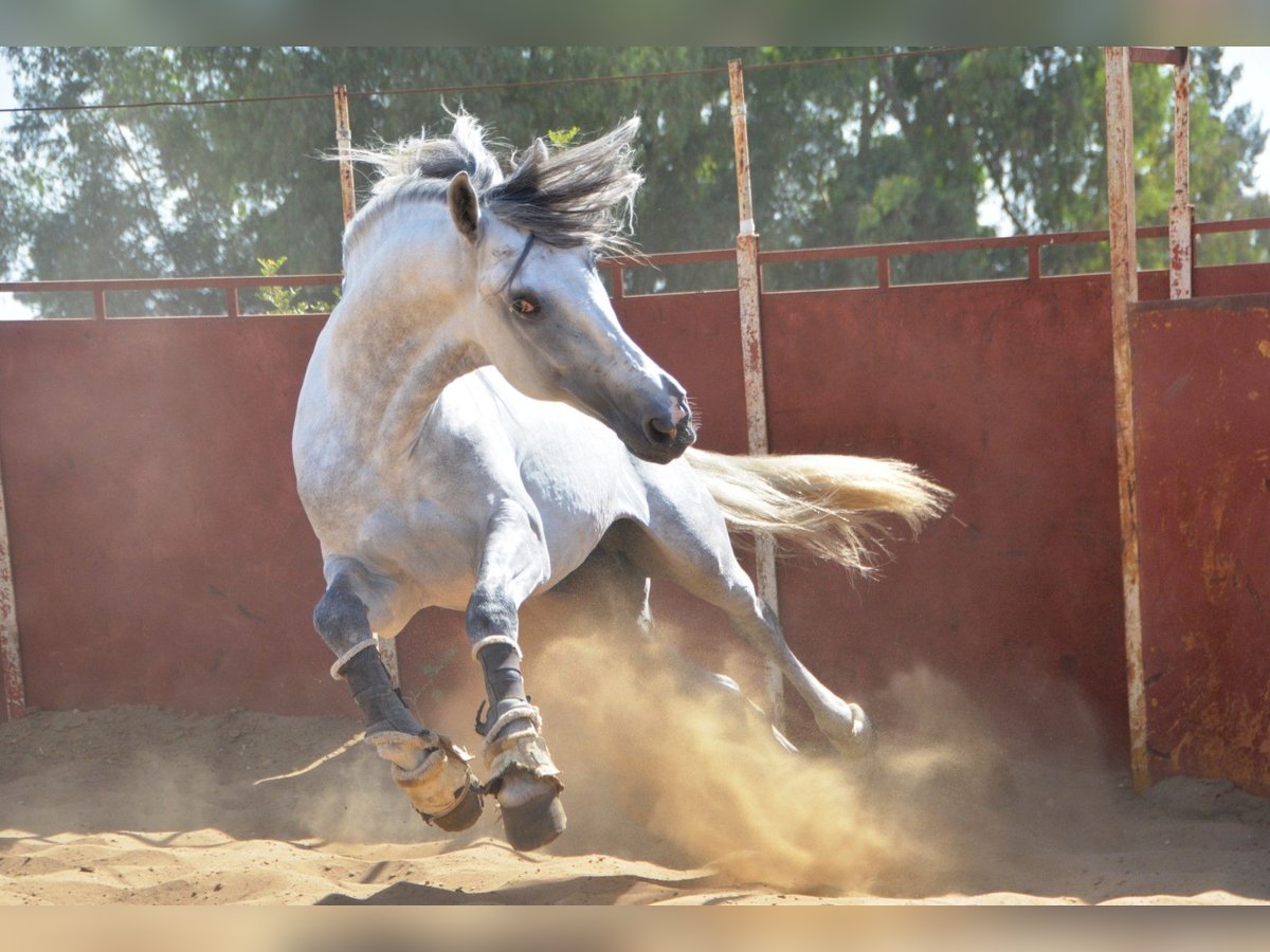 PRE Hengst 6 Jaar 165 cm Schimmel in Vejer de la Frontera