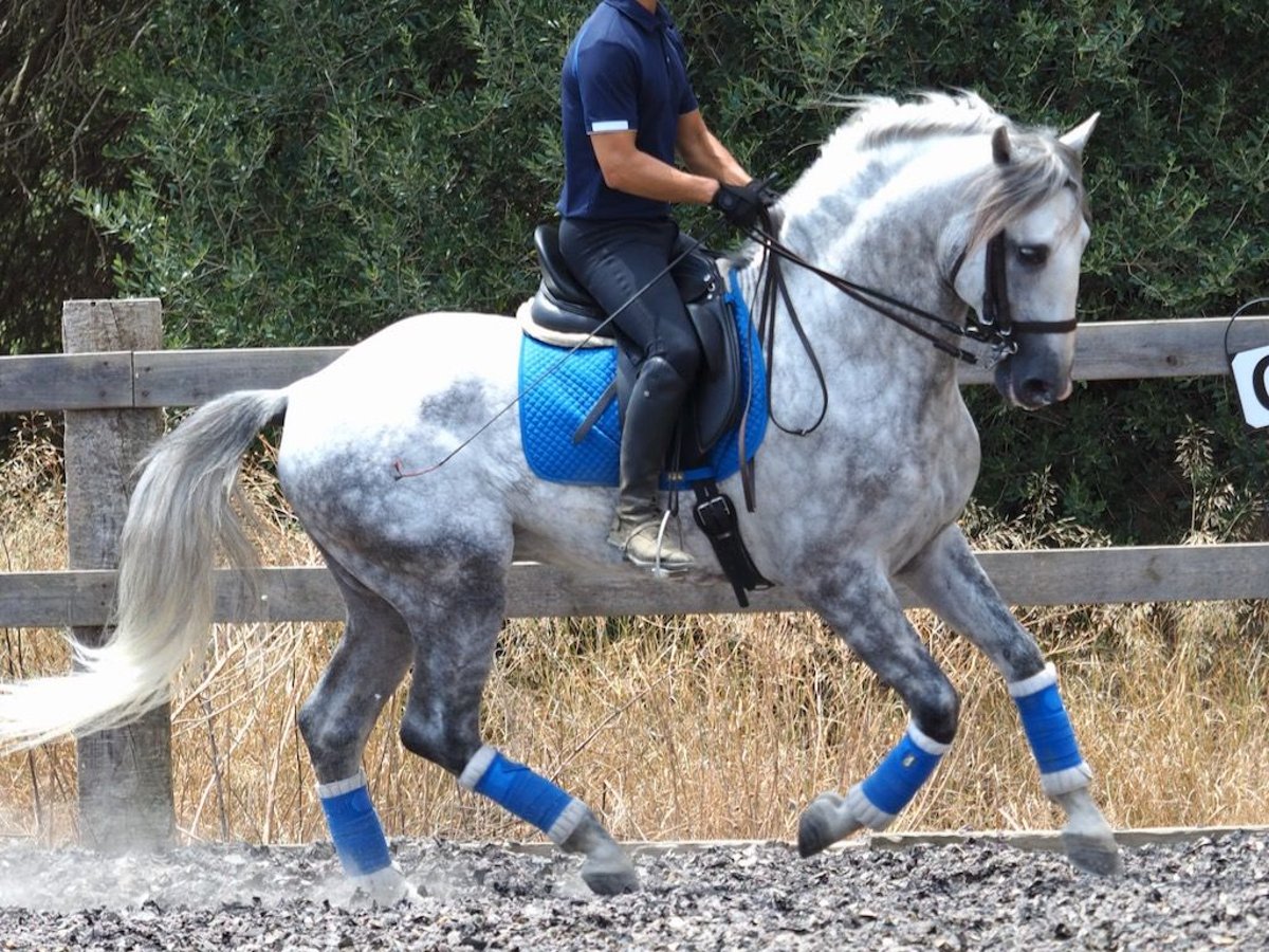 PRE Mix Hengst 6 Jaar 166 cm Schimmel in NAVAS DEL MADRONO