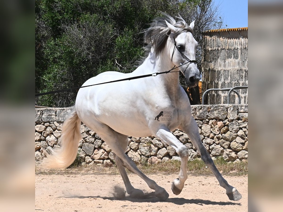 PRE Hengst 6 Jaar 166 cm Schimmel in Menorca