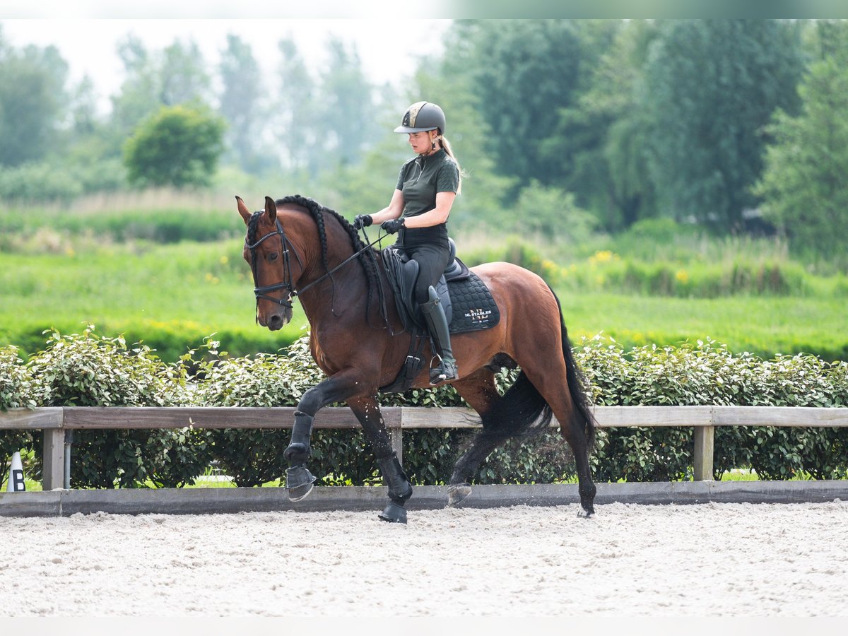 PRE Mix Hengst 6 Jaar 167 cm Donkerbruin in Vinkeveen