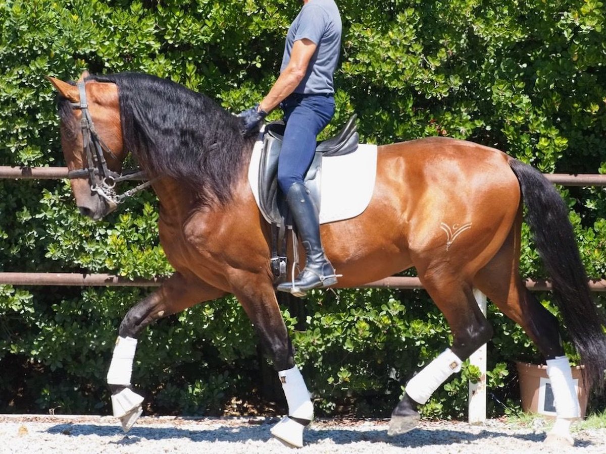 PRE Mix Hengst 6 Jaar 167 cm Roodbruin in NAVAS DEL MADRONO