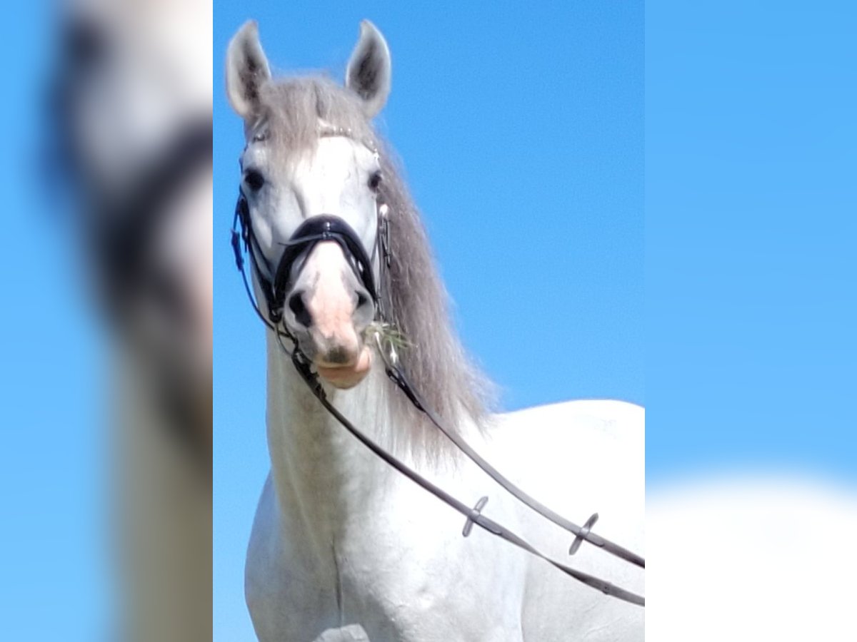 PRE Hengst 6 Jaar 167 cm Schimmel in Saarbrücken