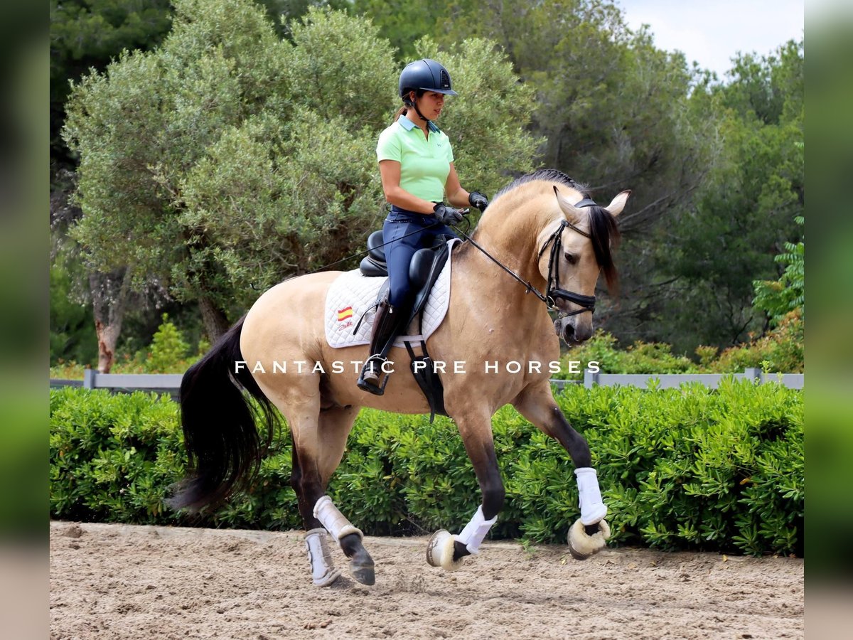 PRE Mix Hengst 6 Jaar 168 cm Falbe in Santa Perpetua de Mogoda PRE Mix Hengst 6 Jaar 168 cm Falbe in Santa Perpetua de Mogoda