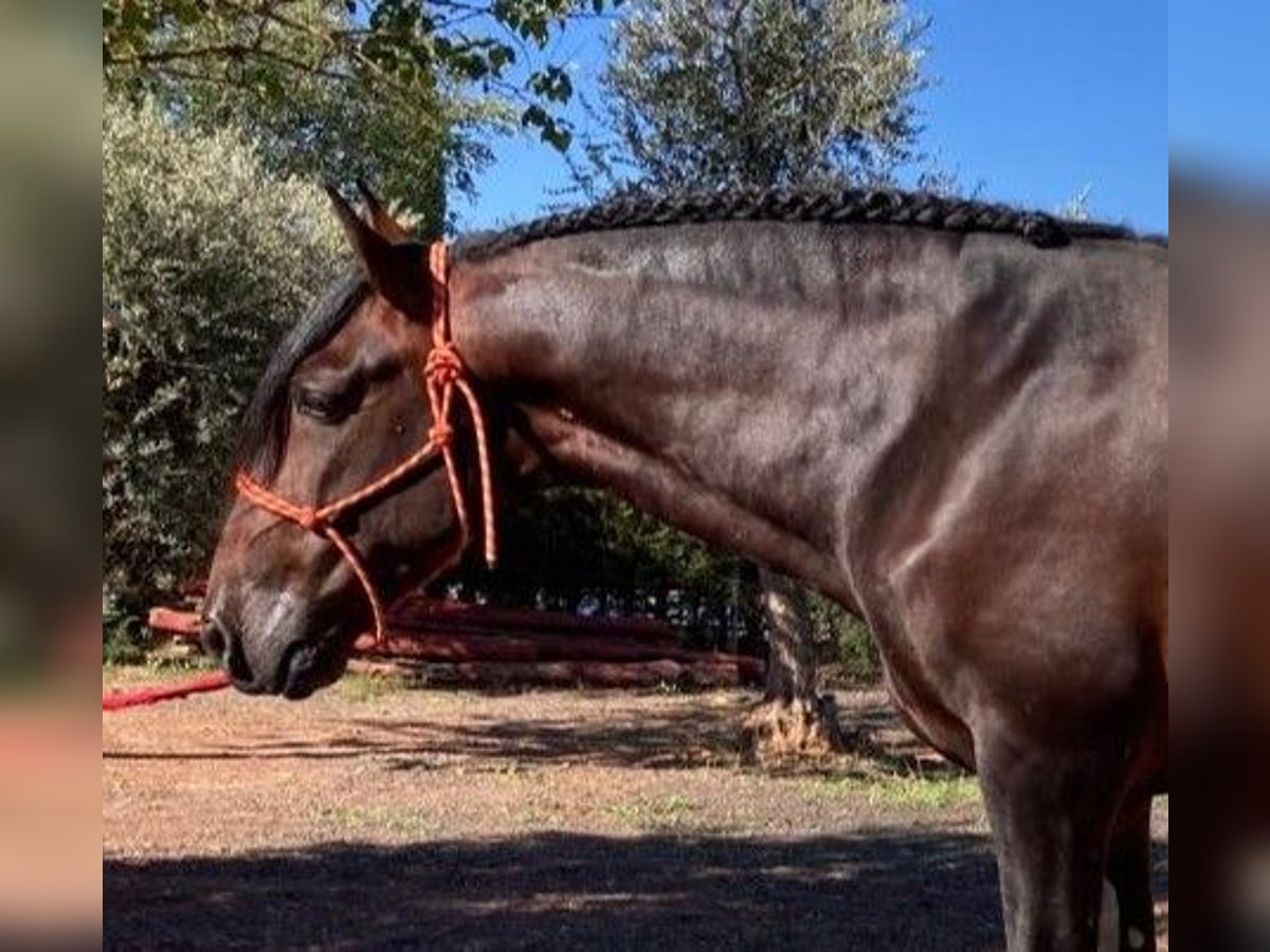 PRE Mix Hengst 6 Jaar 168 cm Roodbruin in MADRID