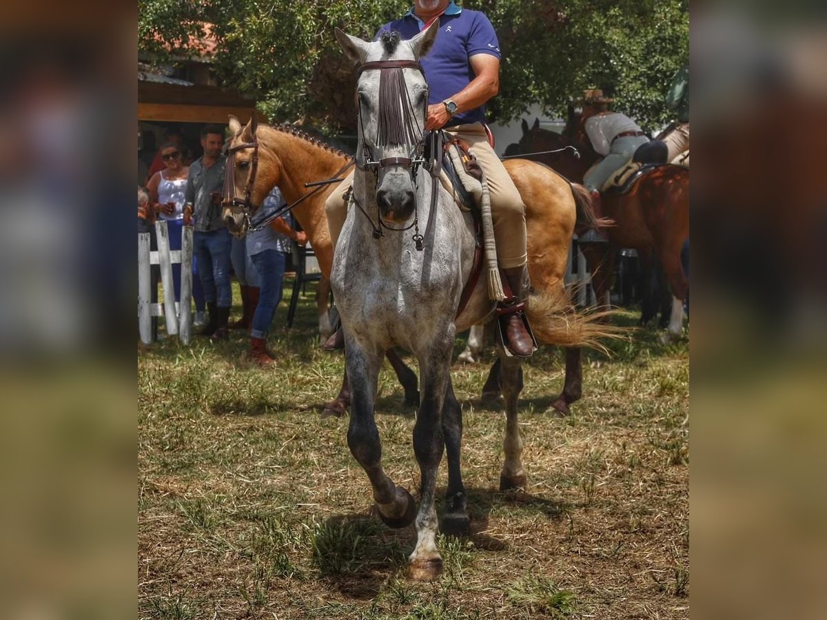 PRE Mix Hengst 6 Jaar 168 cm Schimmel in Pedro Valiente