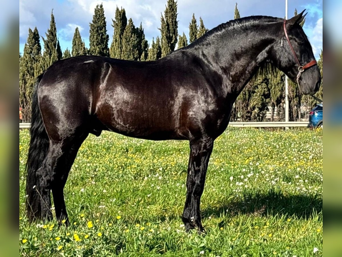 PRE Hengst 6 Jaar 168 cm Zwart in Malaga