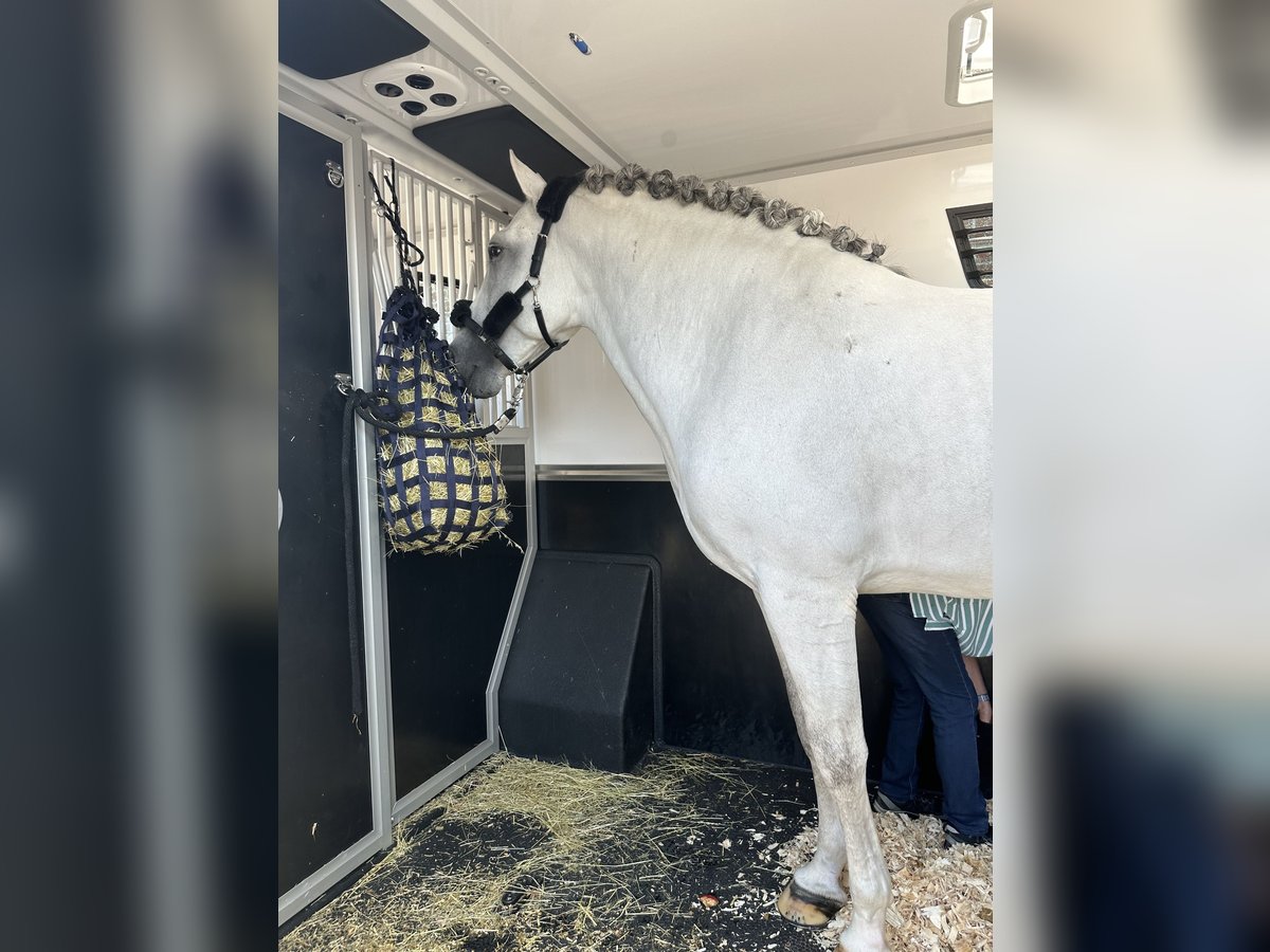 PRE Mix Hengst 6 Jaar 169 cm Schimmel in Rotheux-Rimière