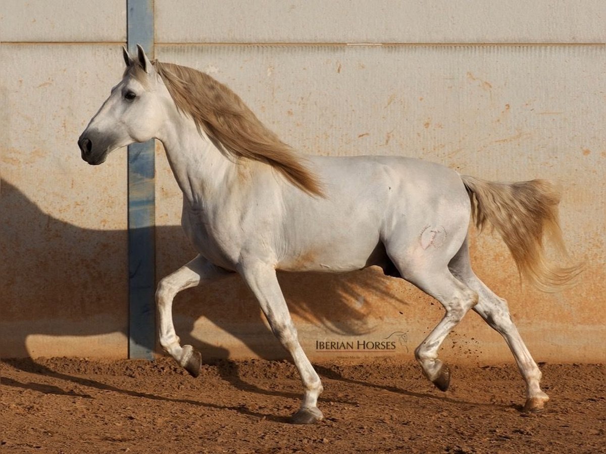 PRE Mix Hengst 6 Jaar 175 cm Schimmel in Navas Del Madro&#xF1;o