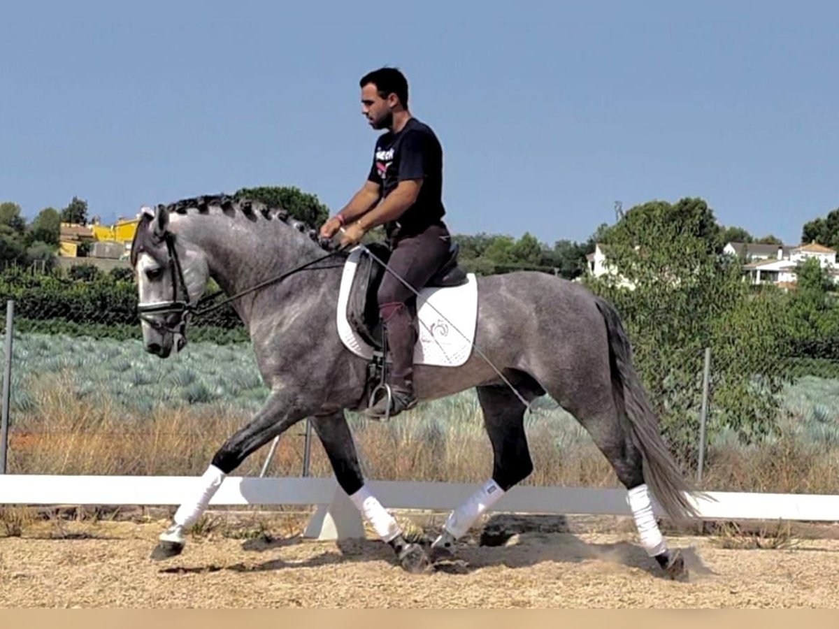 PRE Mix Hengst 6 Jahre 158 cm Apfelschimmel in Martfeld