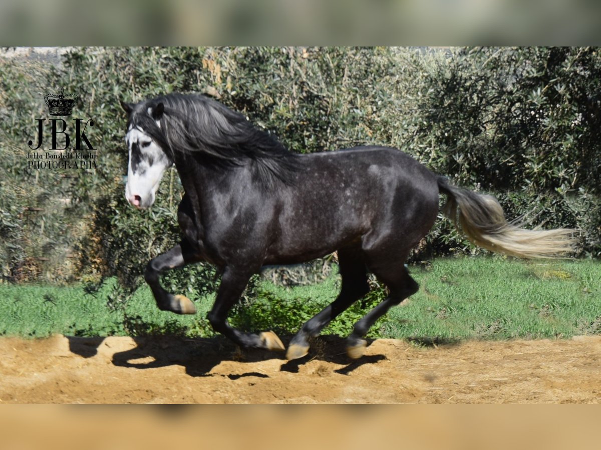 PRE Mix Hengst 6 Jahre 160 cm Apfelschimmel in Tabernas Almeria