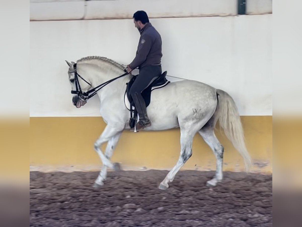 PRE Mix Hengst 6 Jahre 162 cm Schimmel in Malaga