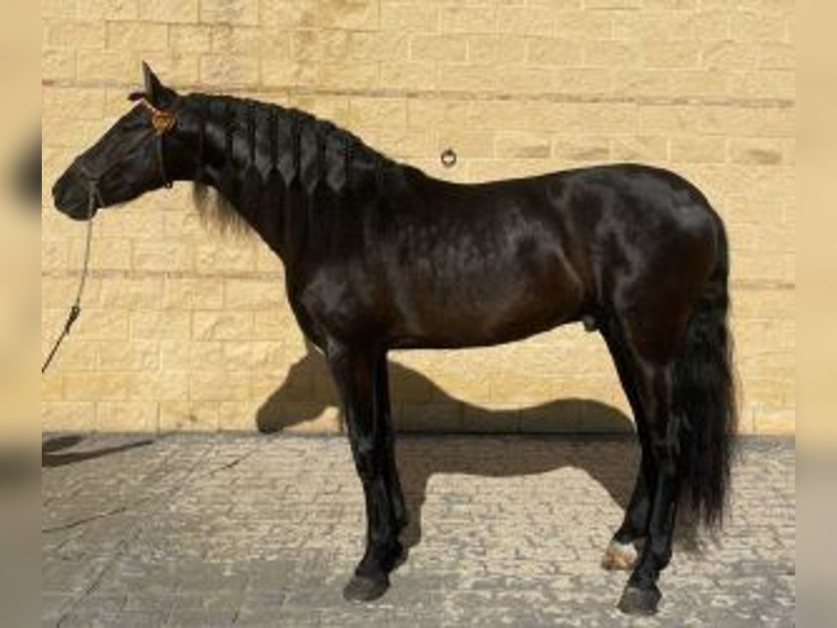 PRE Mix Hengst 6 Jahre 163 cm Rappe in MADRID