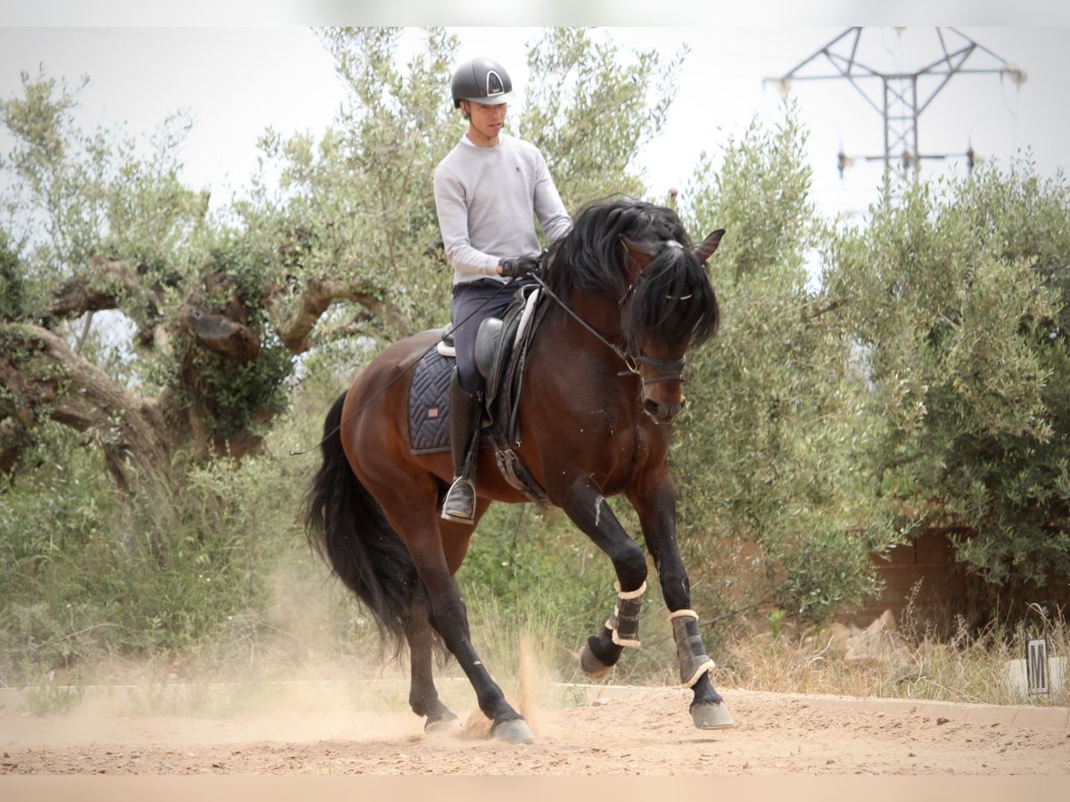 PRE Mix Hengst 6 Jahre 164 cm Brauner in Valencia