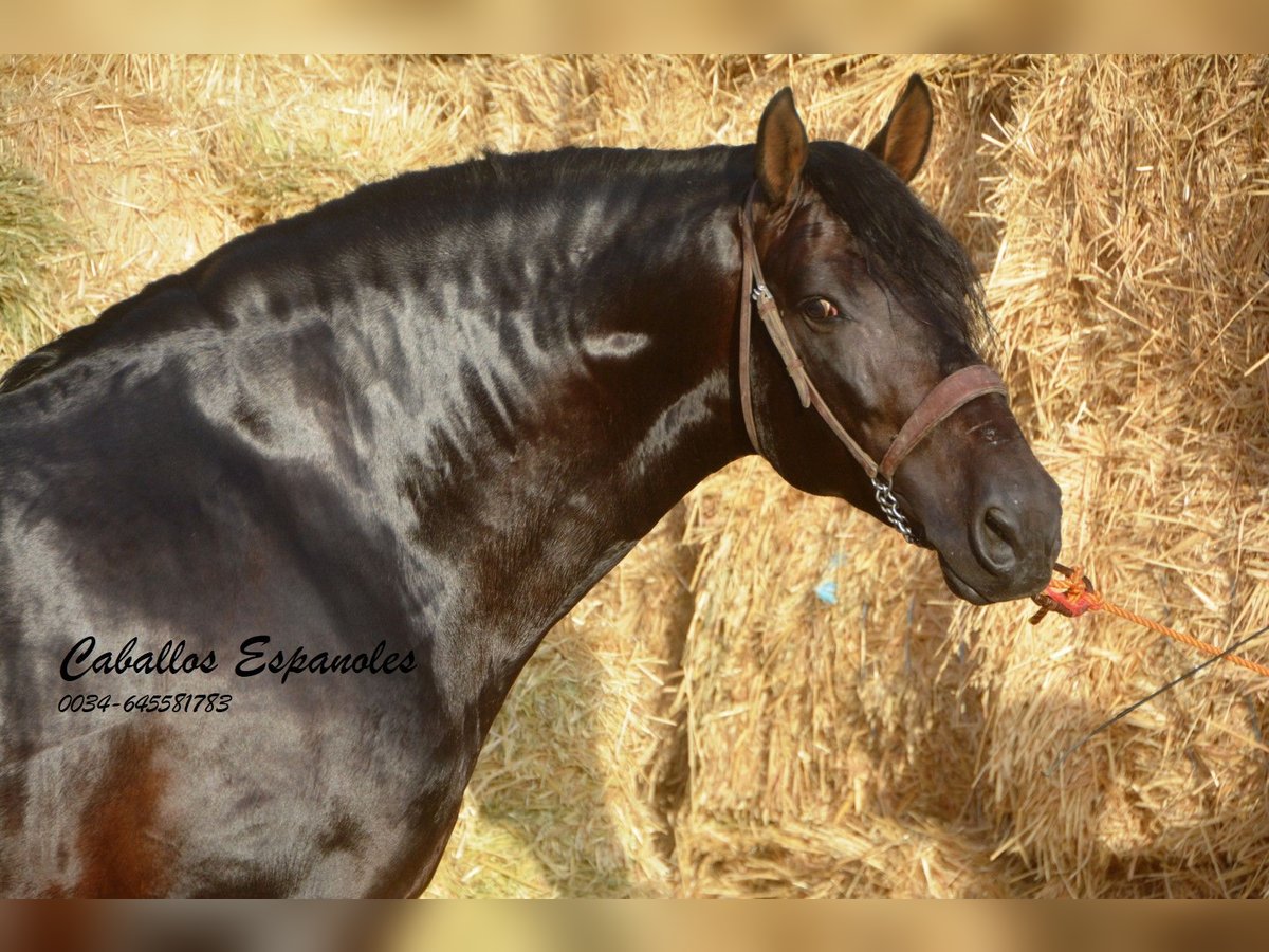 PRE Hengst 6 Jahre 164 cm Schwarzbrauner in Vejer de la Frontera