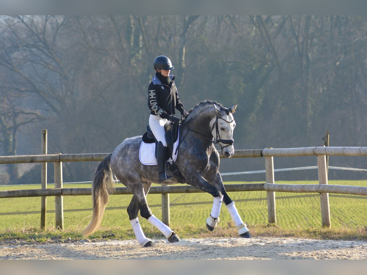 PRE Mix Hengst 6 Jahre 165 cm Schimmel in N&#xEE;mes