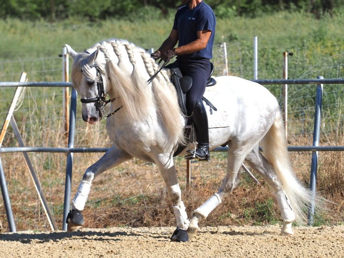 PRE Mix Hengst 6 Jahre 165 cm Schimmel in NAVAS DEL MADRONO