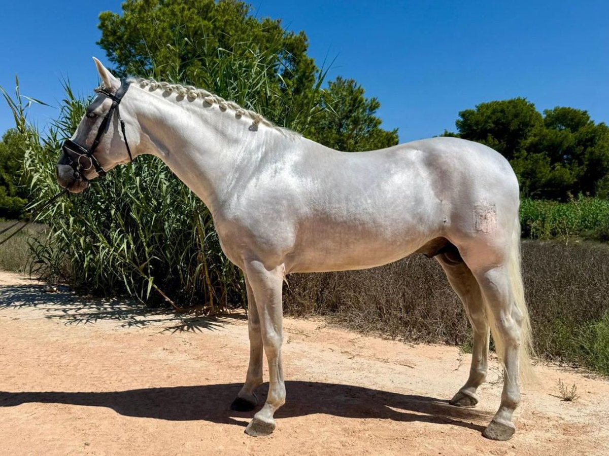 PRE Mix Hengst 6 Jahre 165 cm Schimmel in Navas Del Madro&#xF1;o