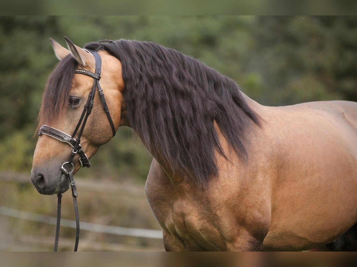 PRE Mix Hengst 6 Jahre 167 cm Buckskin in Affoltern am Albis