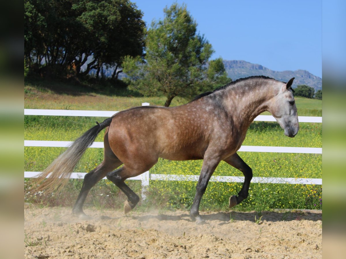 PRE Mix Hengst 6 Jahre 167 cm Schimmel in Malaga