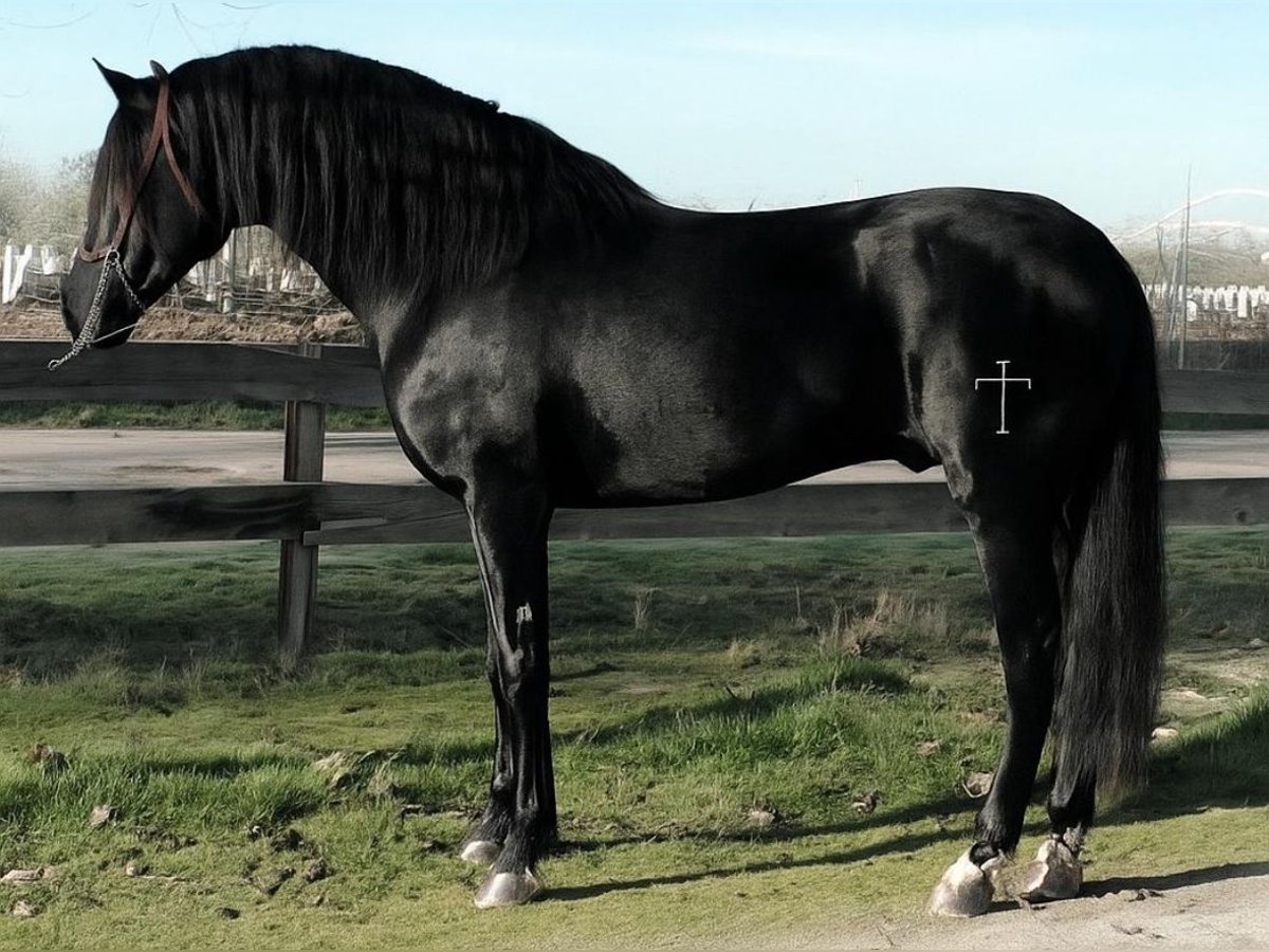 PRE Mix Hengst 6 Jahre 168 cm Rappe in Weilrod