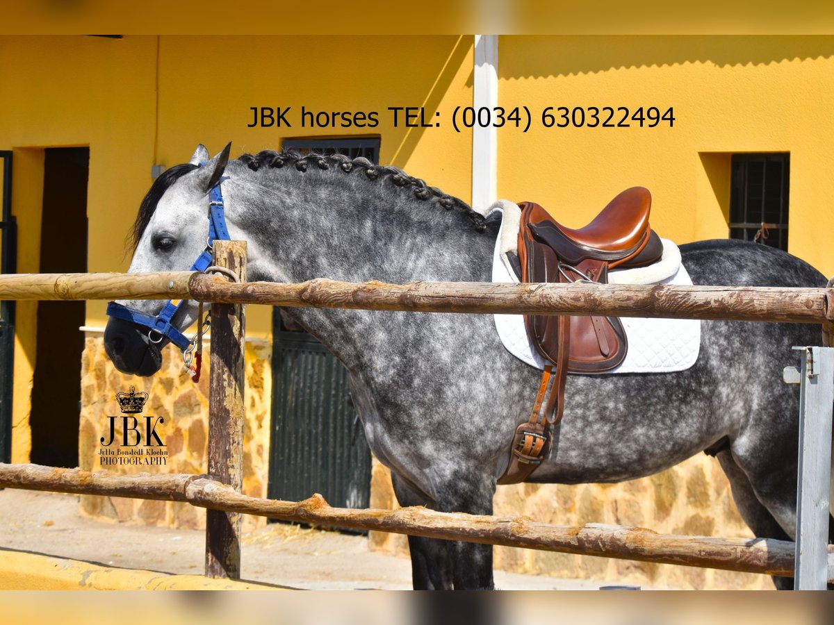 PRE Mix Hengst 6 Jahre 168 cm Schimmel in Tabernas Almeria