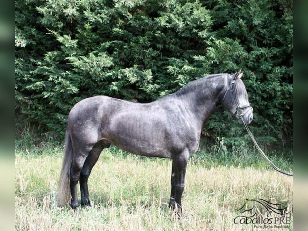 PRE Hengst 6 Jahre 170 cm Schimmel in Leon