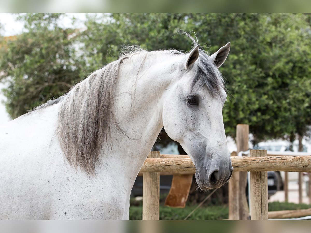 PRE Hengst 6 Jahre 172 cm Schimmel in San Roque