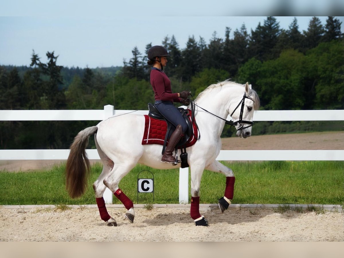 PRE Mix Hengst 7 Jaar 160 cm Schimmel in Weikersheim