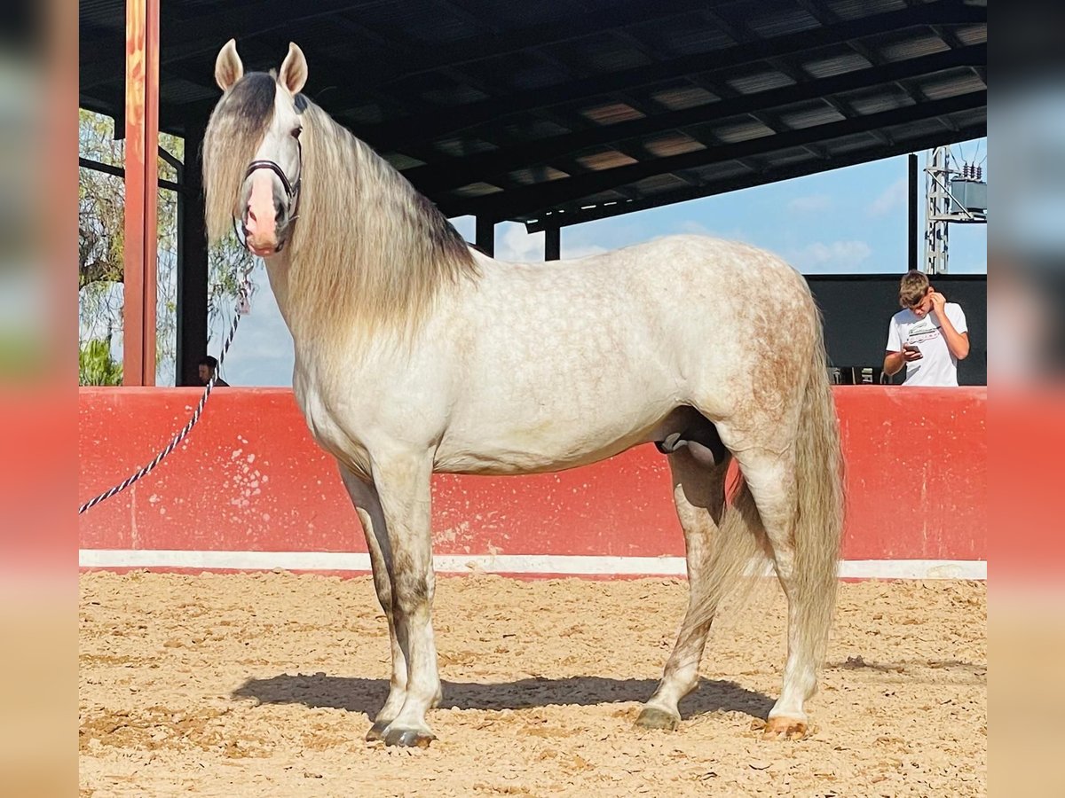 PRE Mix Hengst 7 Jaar 162 cm Appelschimmel in Martfeld