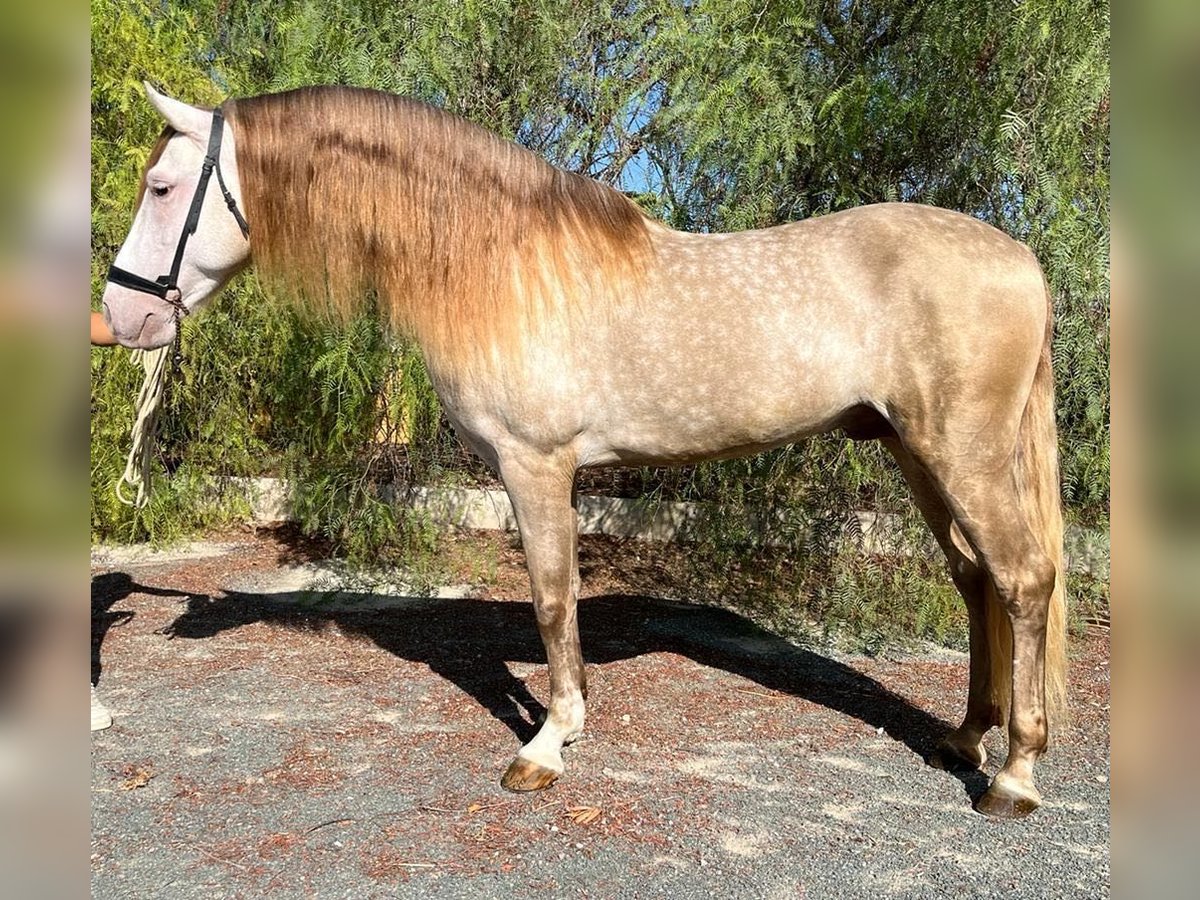 PRE Hengst 7 Jaar 162 cm Champagne in Alicante