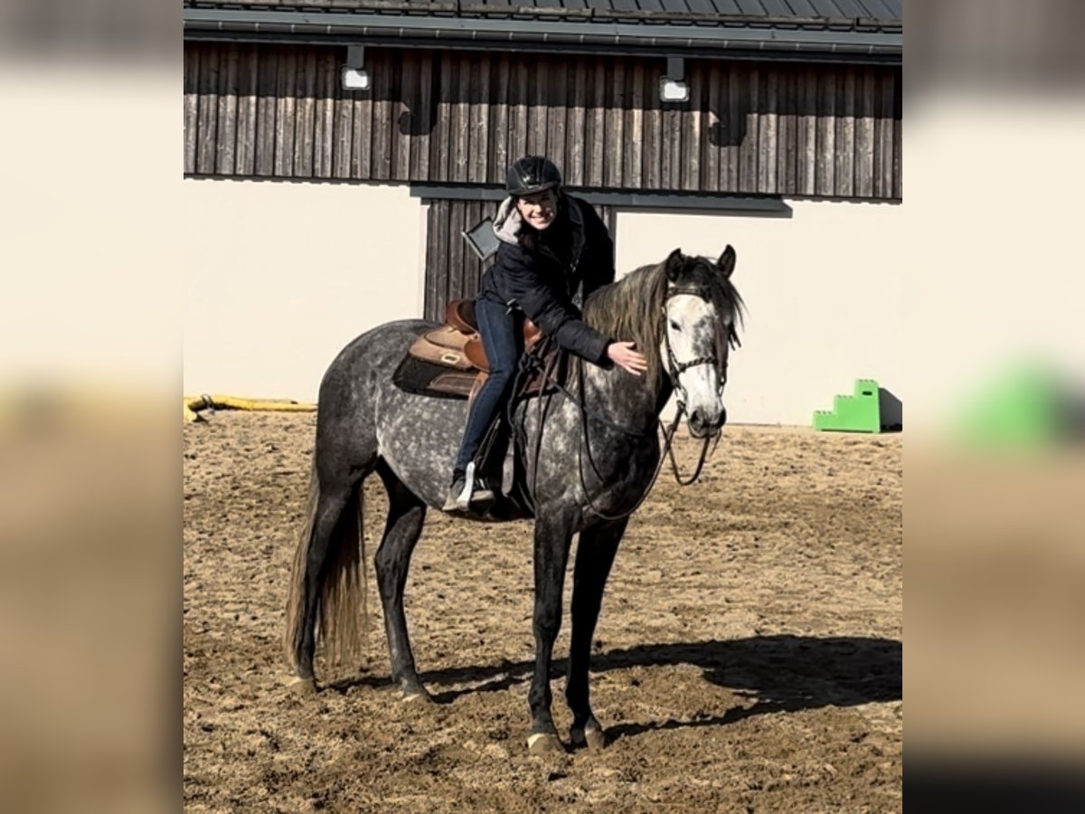 PRE Hengst 7 Jaar 163 cm Schimmel in Olmscheid