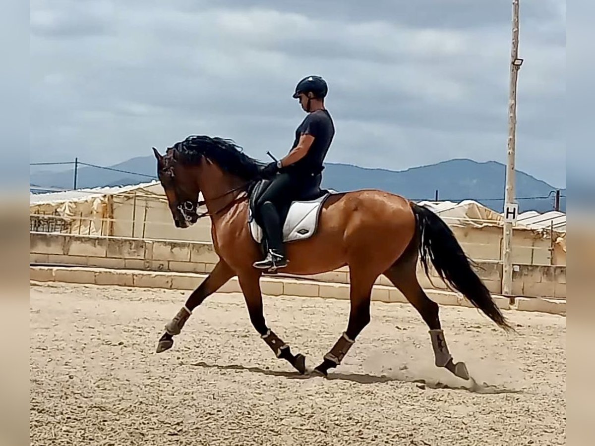 PRE Hengst 7 Jaar 164 cm Bruin in Sevilla