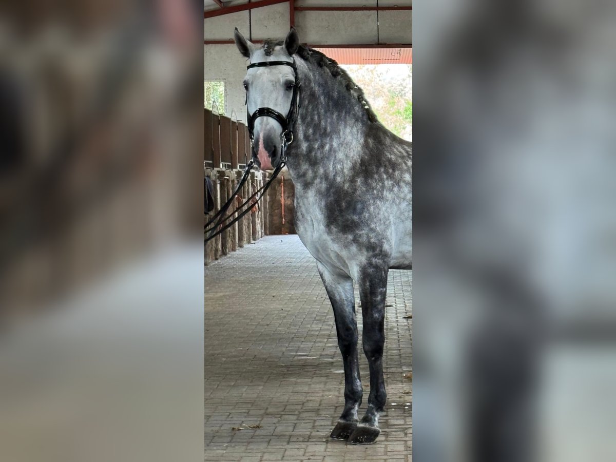 PRE Mix Hengst 7 Jaar 166 cm Appelschimmel in Los Arenales Del Sol