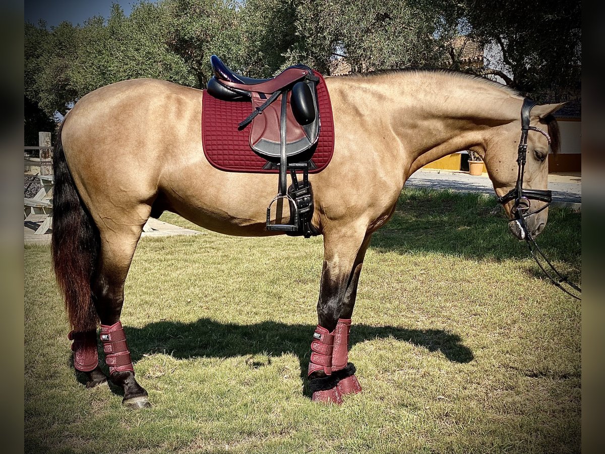 PRE Hengst 7 Jaar 168 cm Buckskin in Malaga