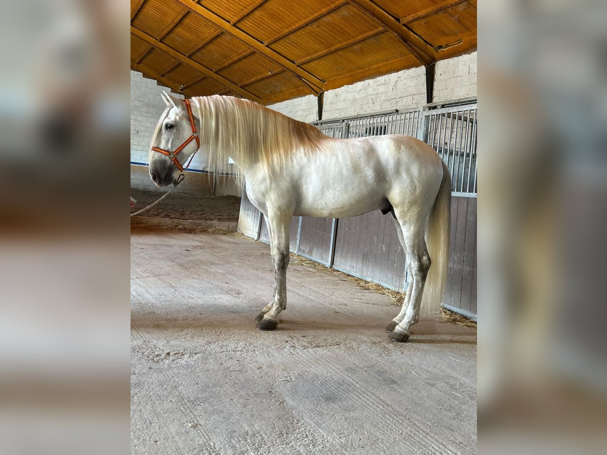 PRE Mix Hengst 7 Jaar 169 cm Schimmel in Santa Perpetua de Mogoda