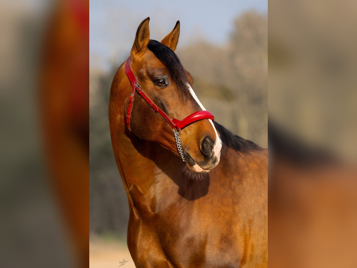 PRE Hengst 7 Jaar 170 cm Roodbruin in Barcelona